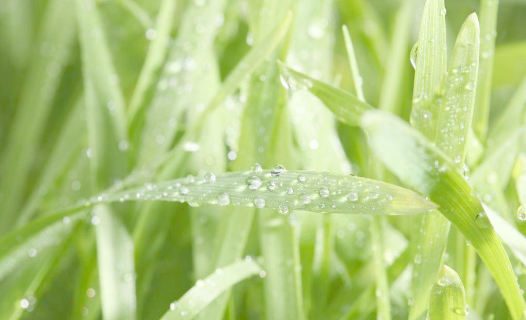 雨水收集